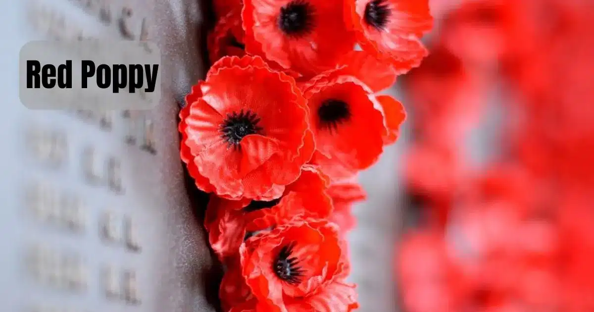 The Symbolism of the Red Poppy in Canada 