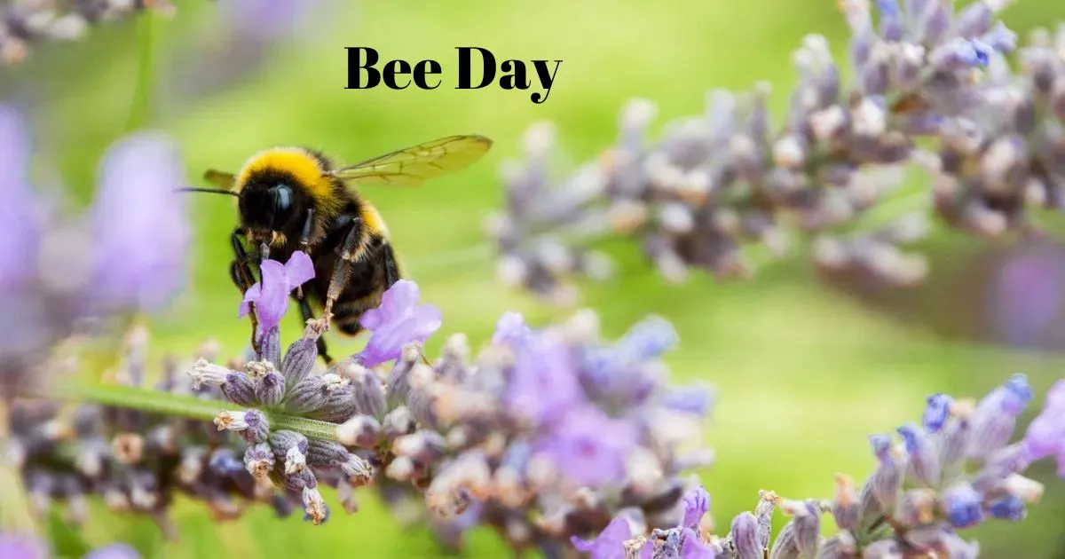 World Bee Day Honoring and Defending Flutterers