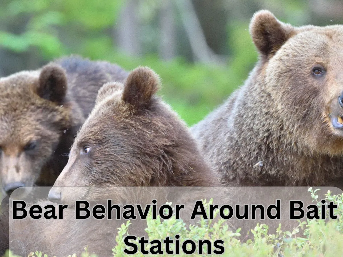 Bear Behavior Around Bait Stations