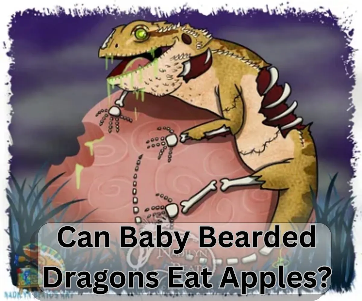 Can Baby Bearded Dragons Eat Apples?