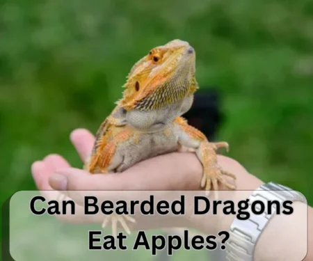 Can Bearded Dragons Eat Apples? Tips for a Balanced Diet