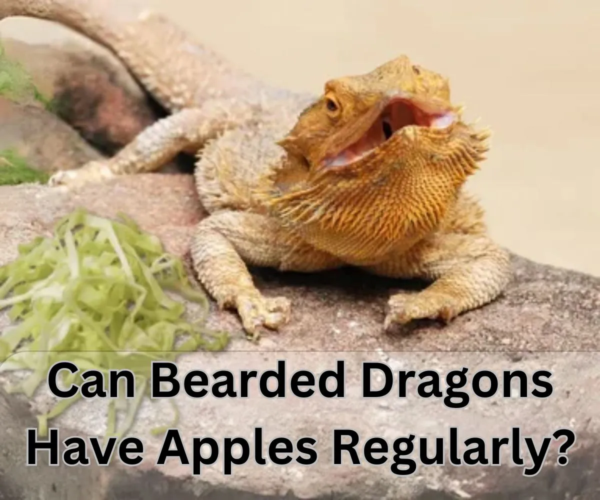 Can Bearded Dragons Have Apples Regularly?