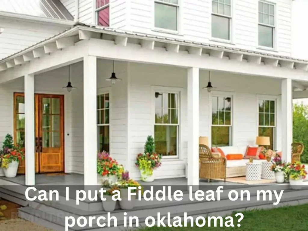 Can I put a Fiddle leaf on my porch in oklahoma?