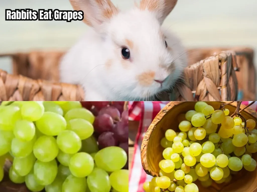 Can Rabbits Eat Grapes? What You Need to Know