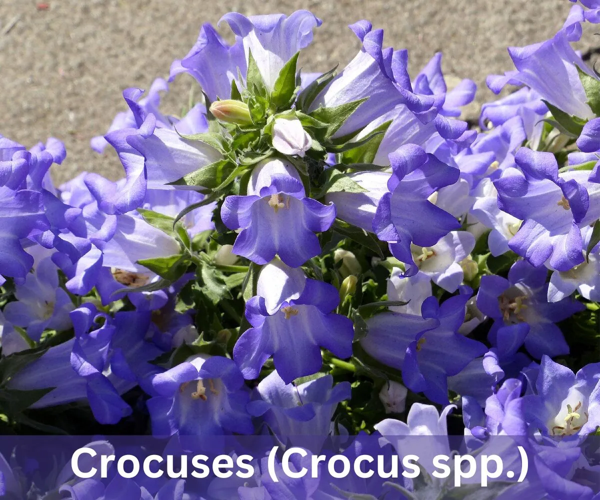 Crocuses (Crocus spp.)