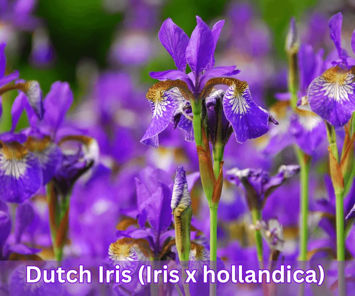 Dutch Iris (Iris x hollandica)