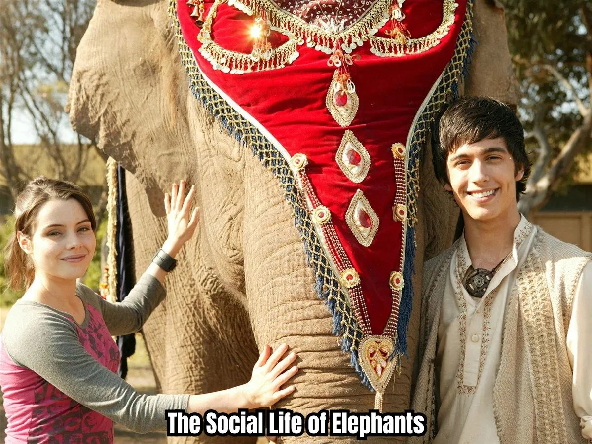 Family First The Social Life of Elephants