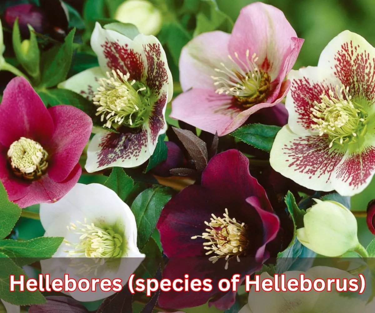 Hellebores (species of Helleborus)