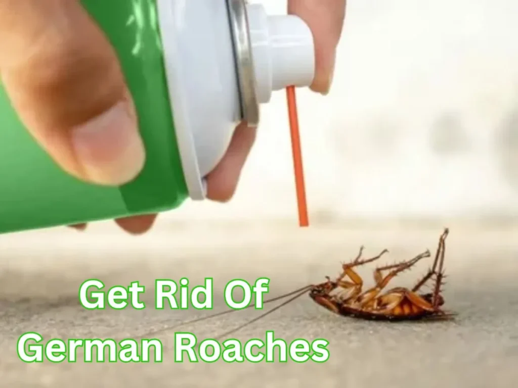 How To Get Rid Of German Roaches?