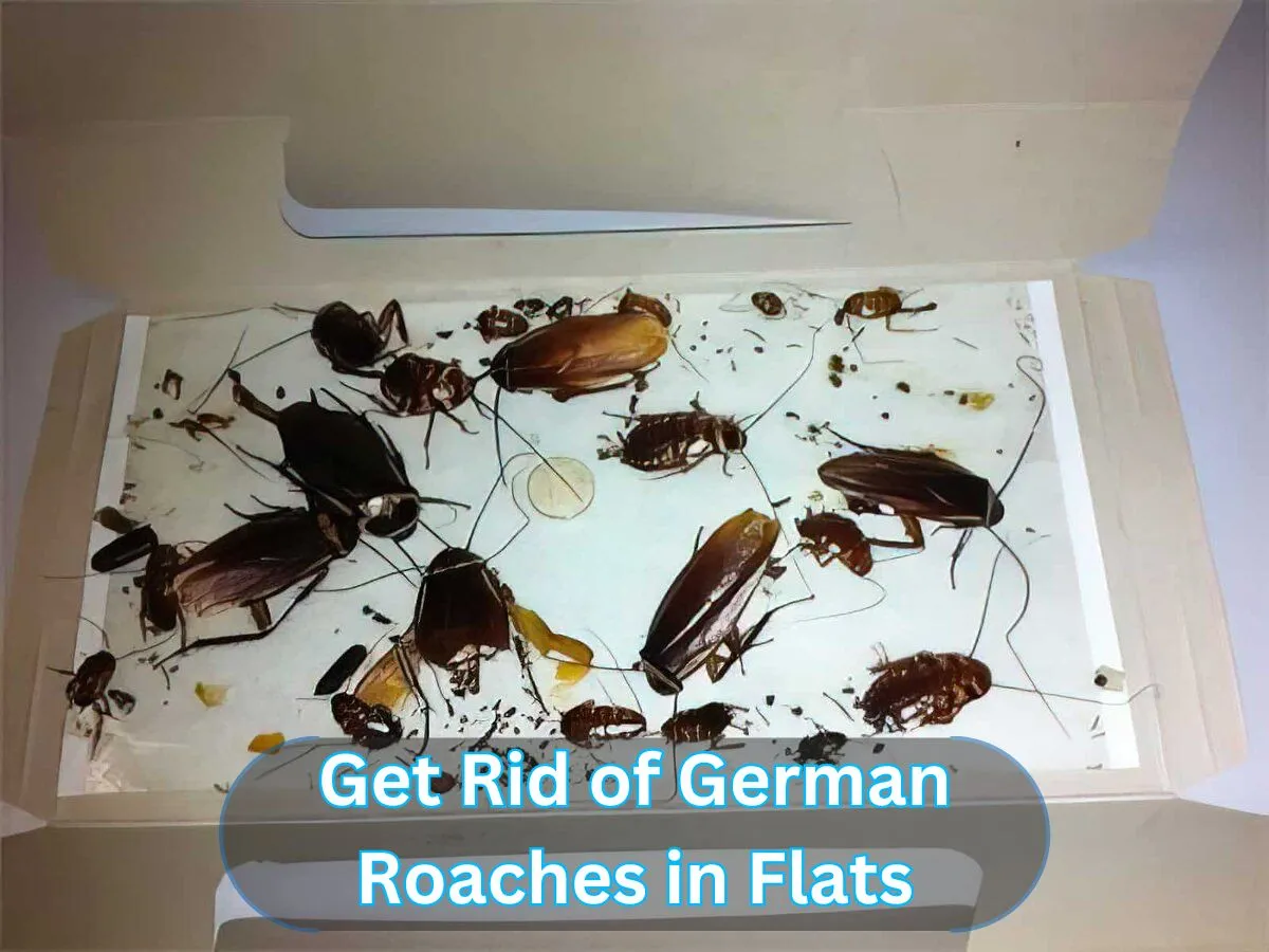 How to Get Rid of German Roaches in Flats?