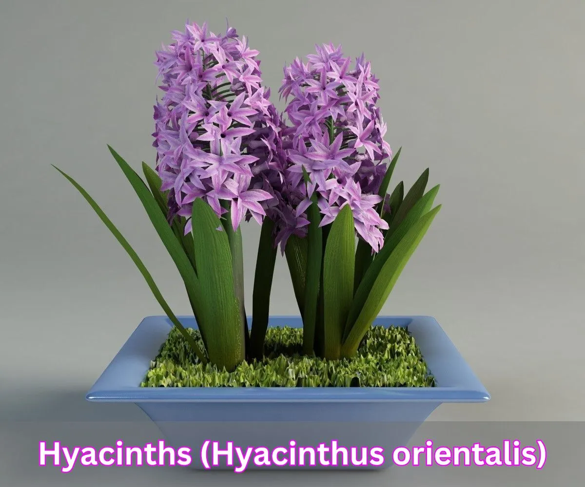 Hyacinths (Hyacinthus orientalis)