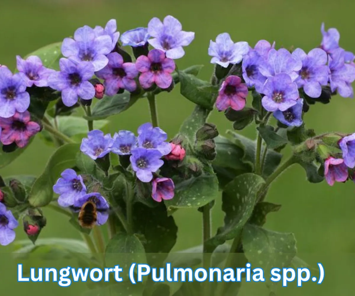 Lungwort (Pulmonaria spp.)