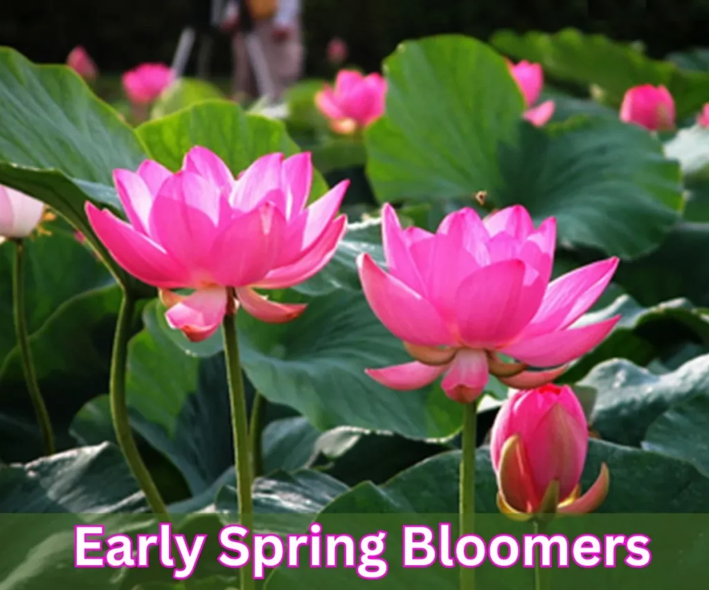 NYT’s Best Early Spring Bloomers for a Colorful Garden