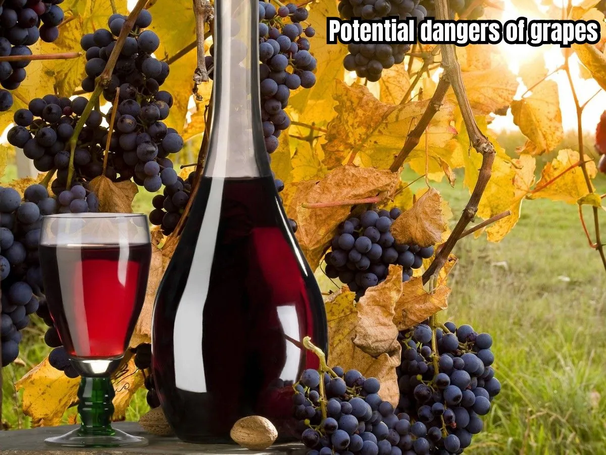 Potential dangers of grapes