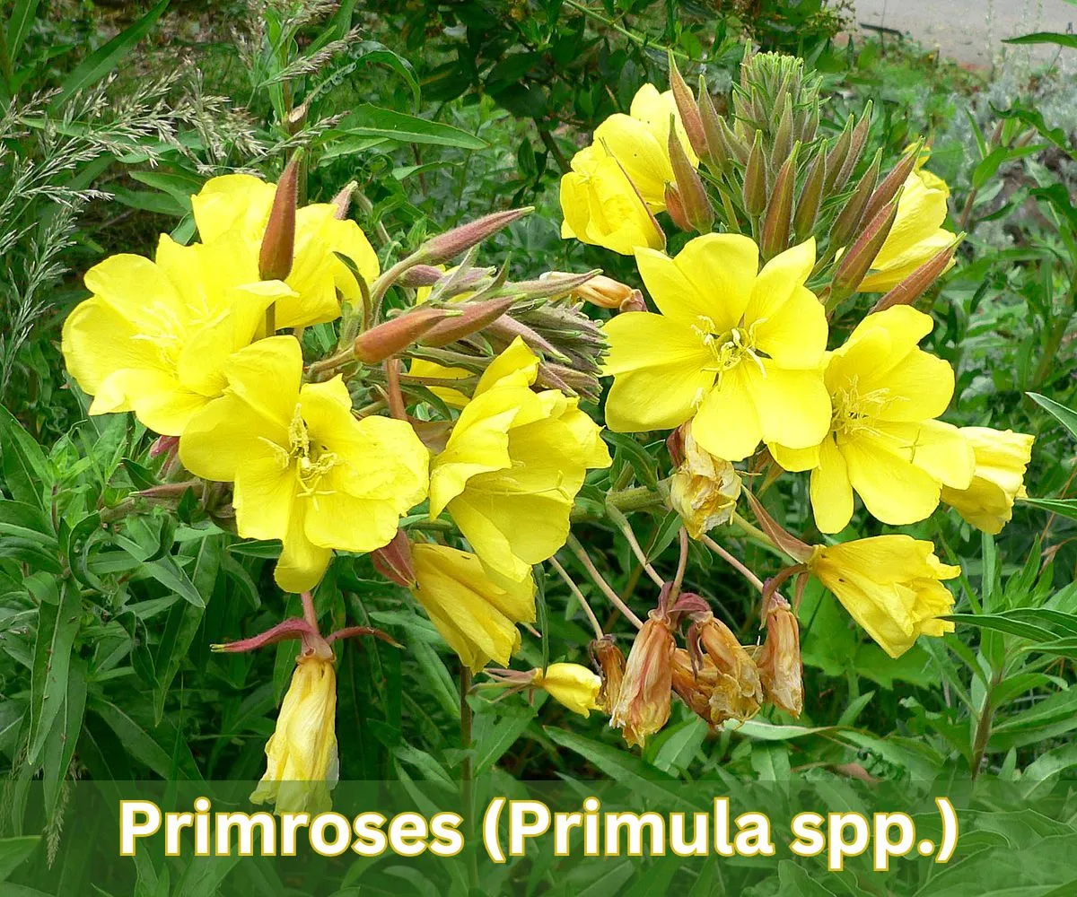 Primroses (Primula spp.)