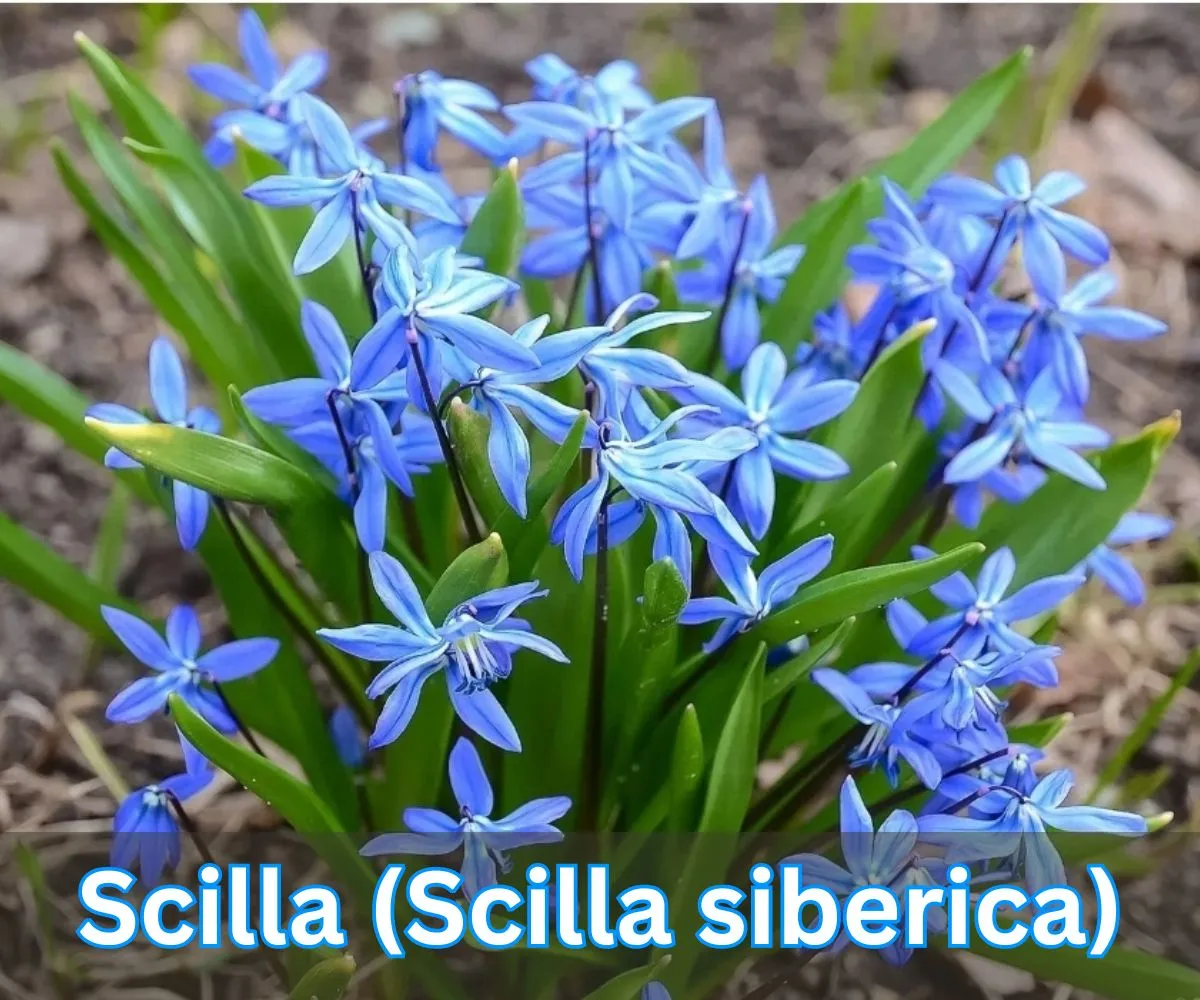 Scilla (Scilla siberica)