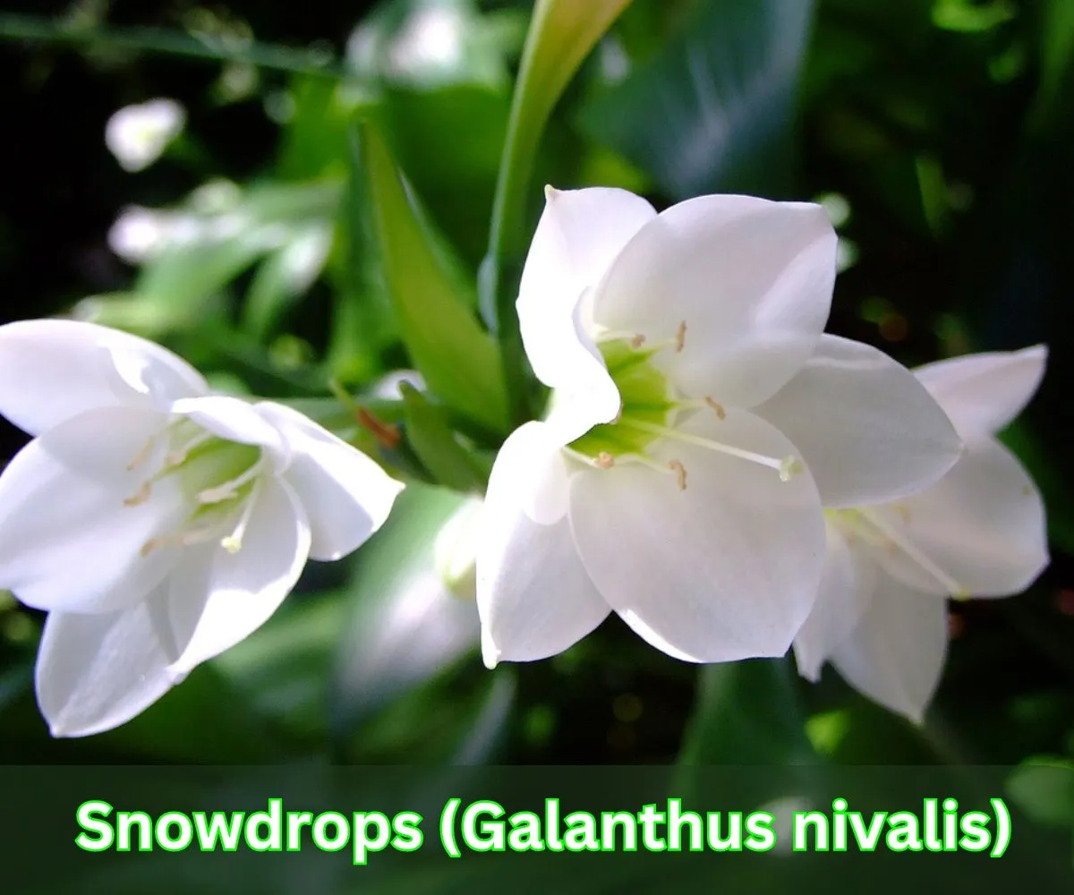 Snowdrops (Galanthus nivalis)