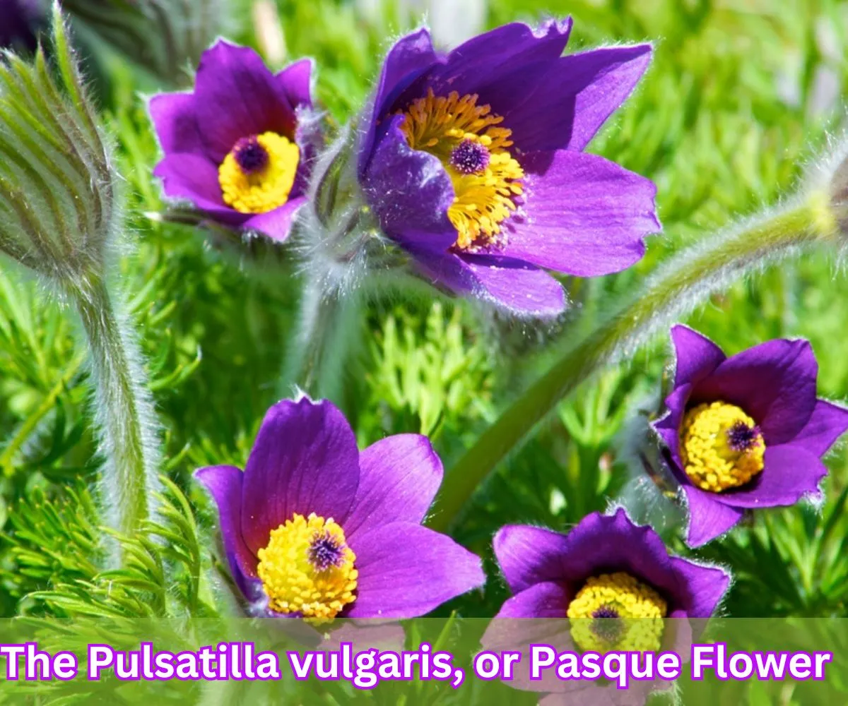 The Pulsatilla vulgaris, or Pasque Flower