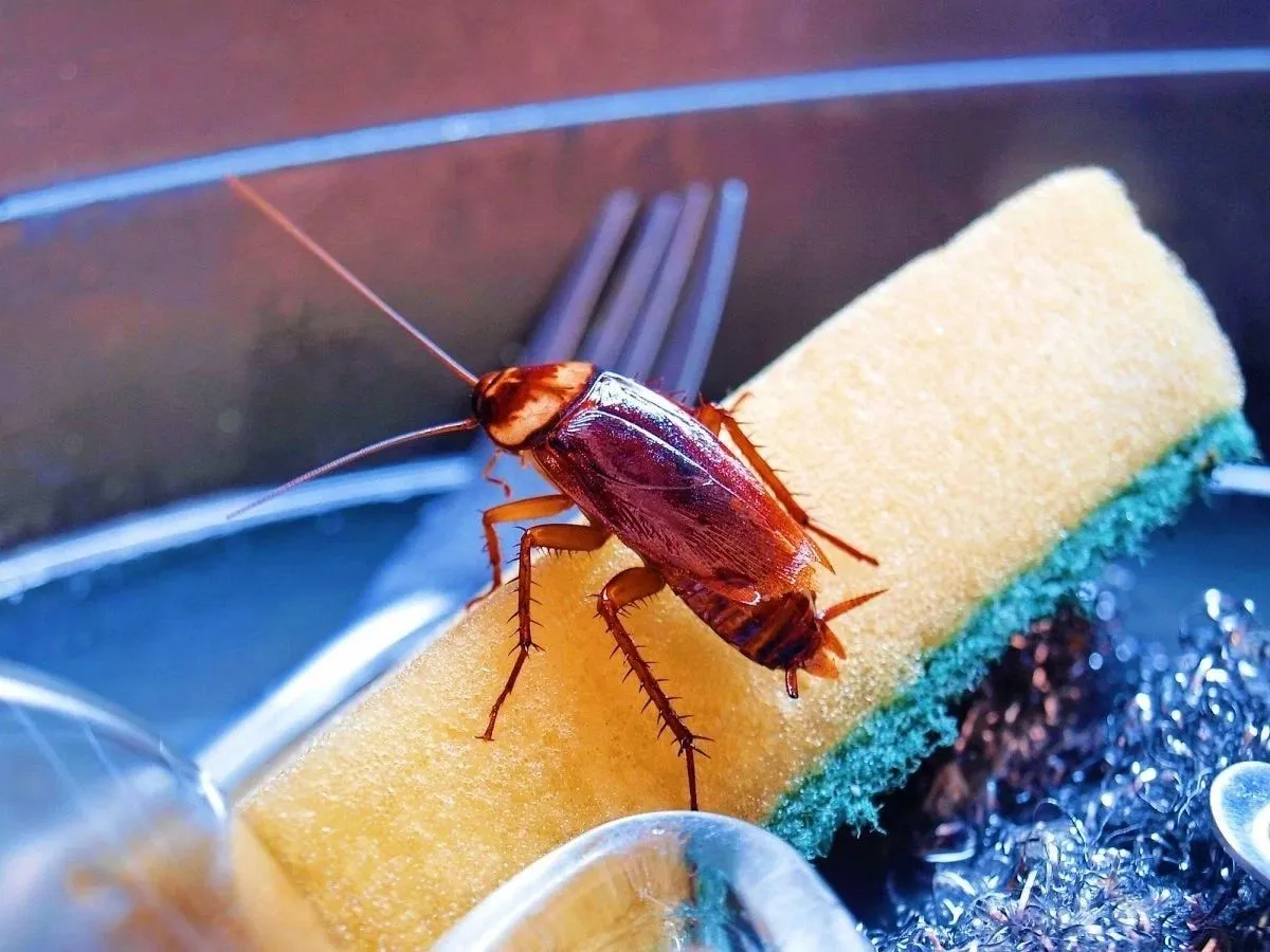 What to Do If German Roaches Keep Coming Back?