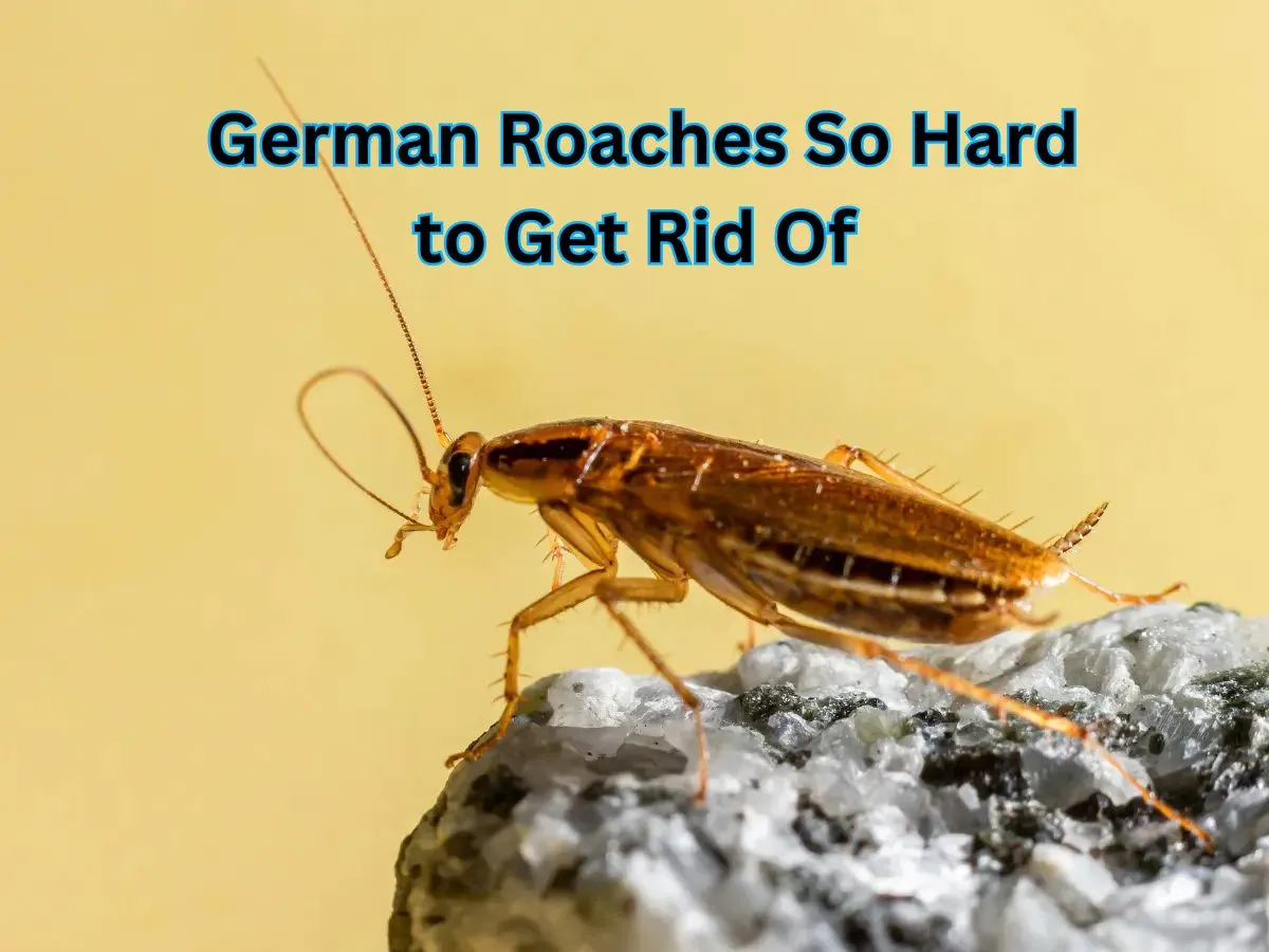 Why Are German Roaches So Hard to Get Rid Of?