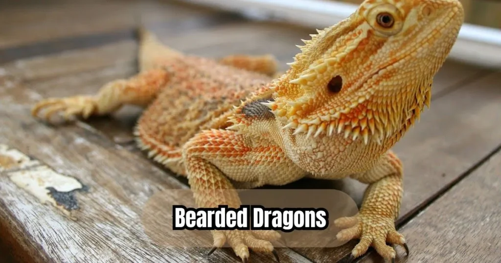 Can Bearded Dragons Eat Tomatoes? A Complete Guide