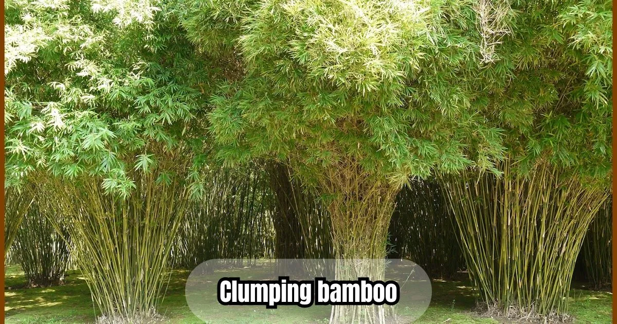 Clumping bamboo