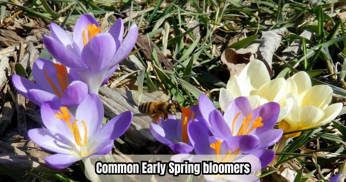 Common Early Spring bloomers