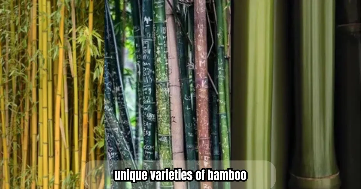 Consider unique varieties of bamboo