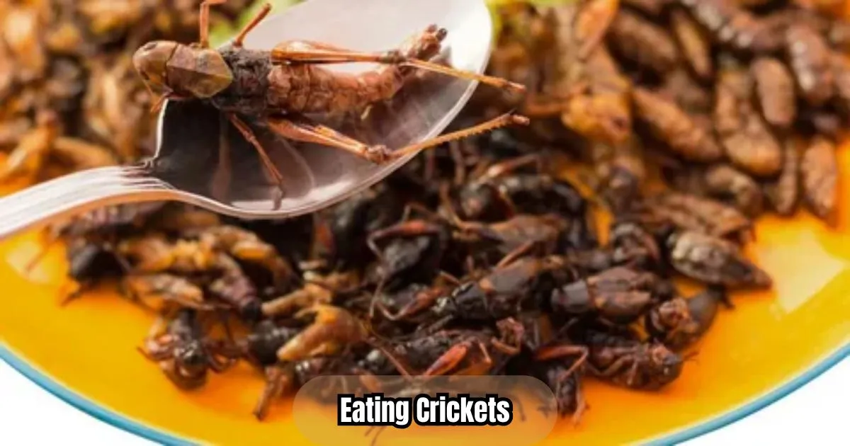 Eating Crickets