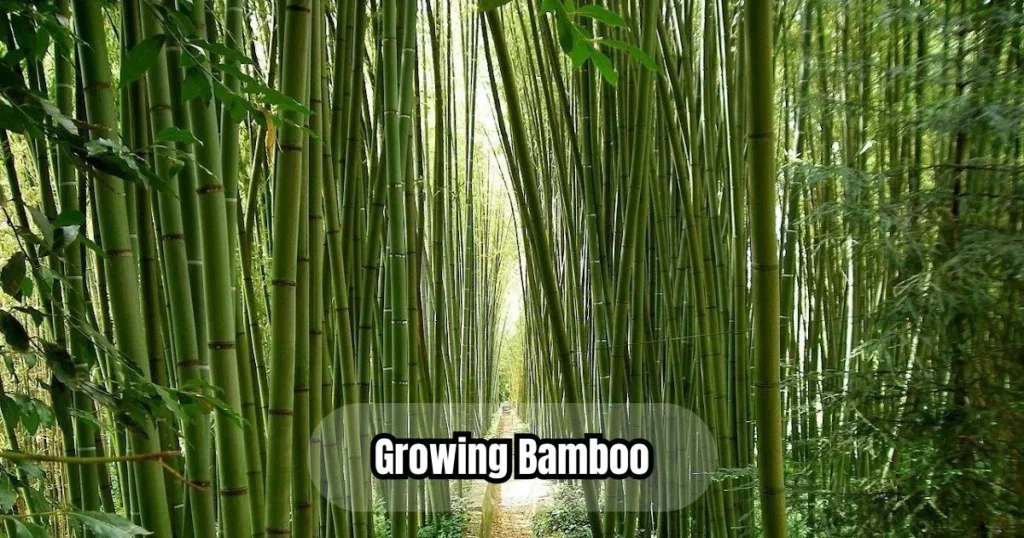 Growing Bamboo The key Steps for Garden