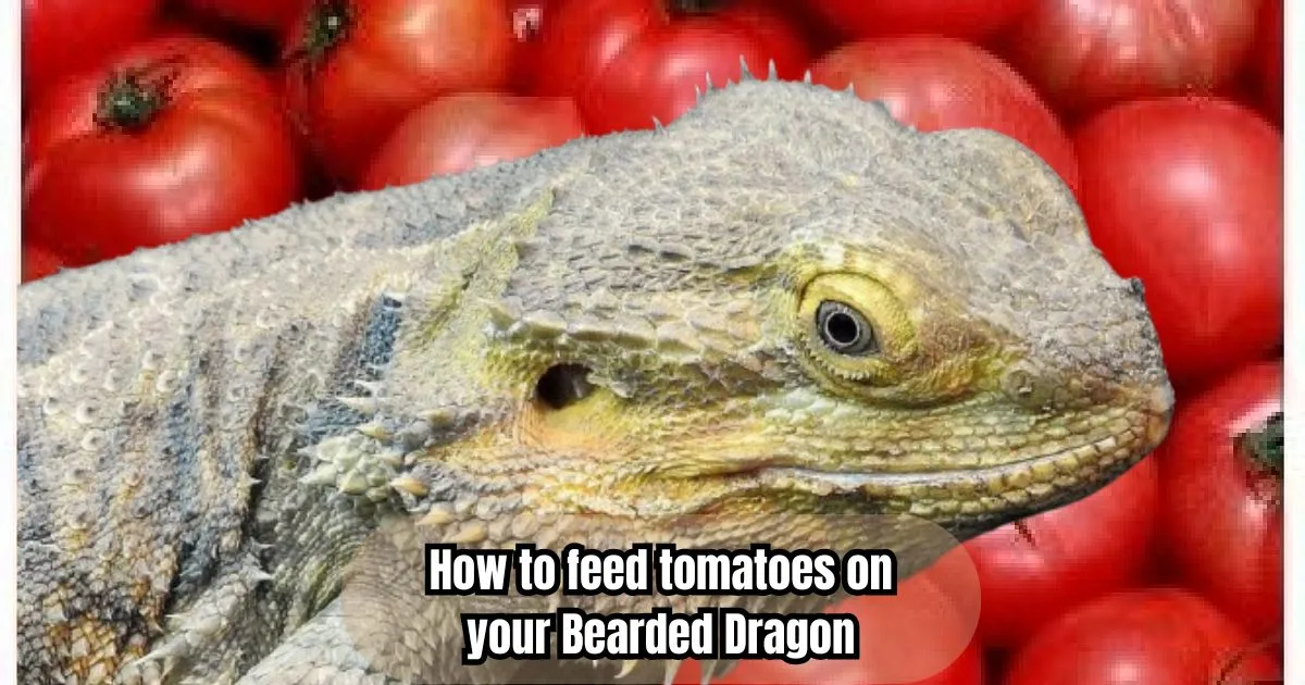 How to feed tomatoes on your Bearded Dragon