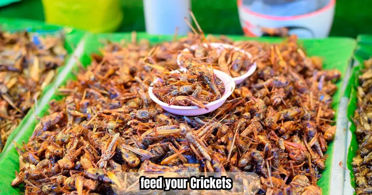 How to feed your  Crickets 