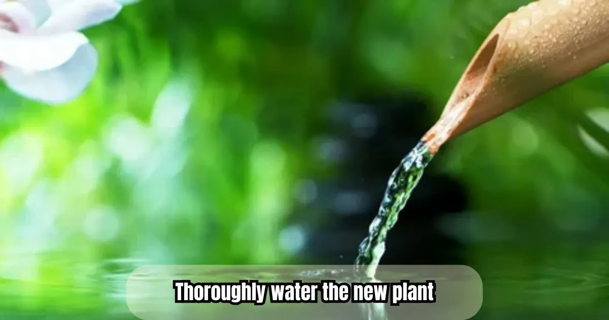 Thoroughly water the new plant