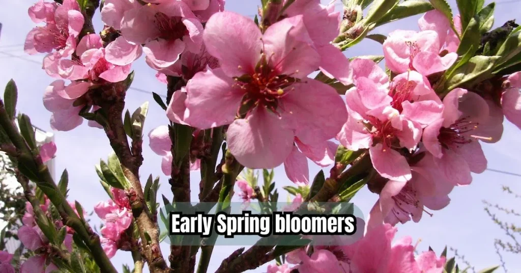 What are Early Spring bloomers?