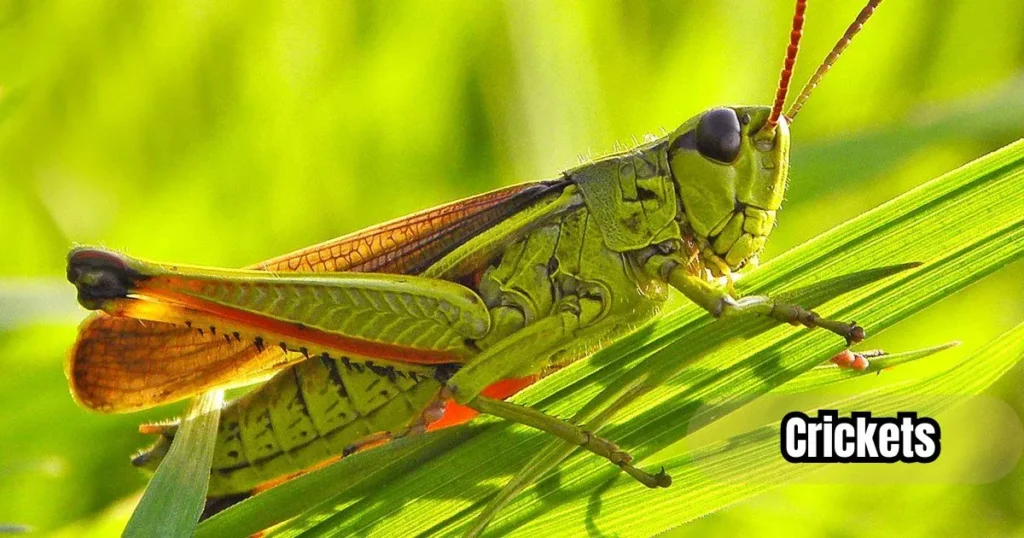 What do Crickets eat? A Complete guide